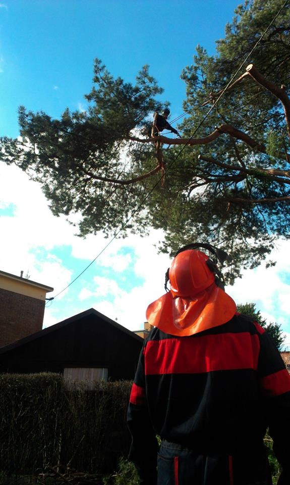 Kácení a ořezy stromů Uherskobrodsko - 5