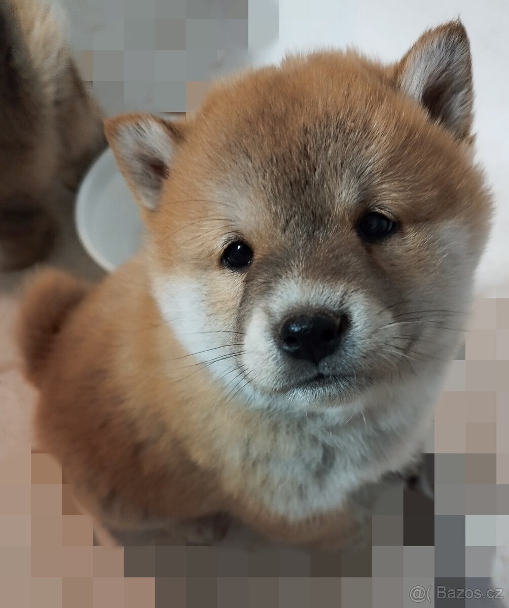 Štěňátka Shiba inu - 5
