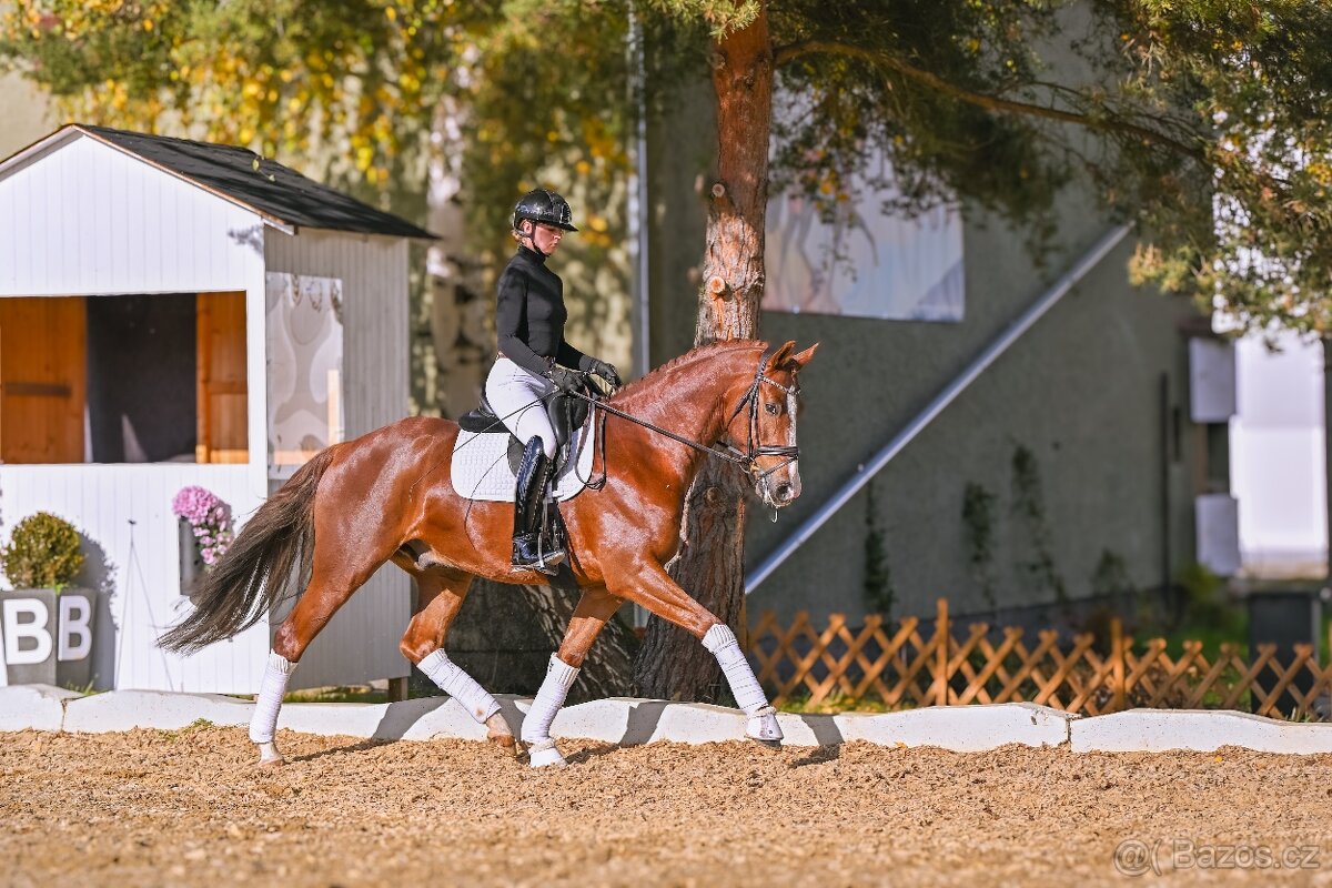 Drezurní westfálský valach - 5