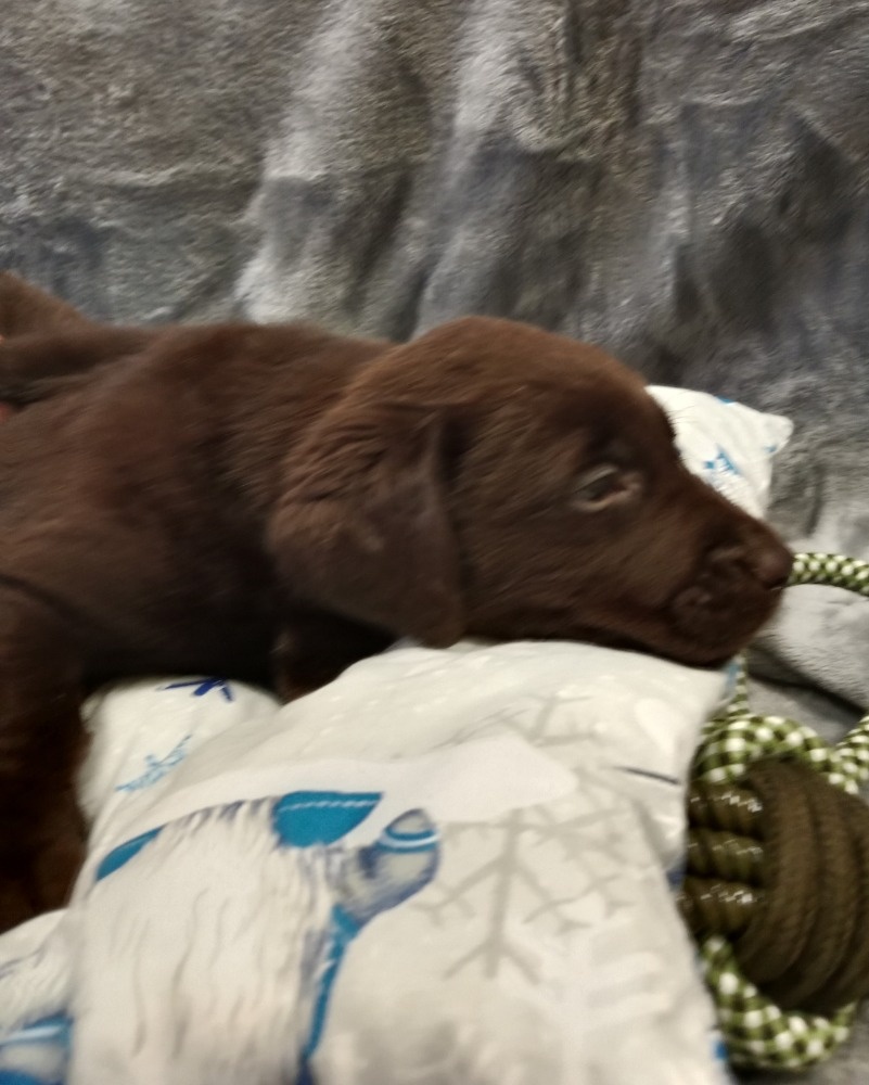 Labradorský retriever s PP tmavě hnědé barvy - 5