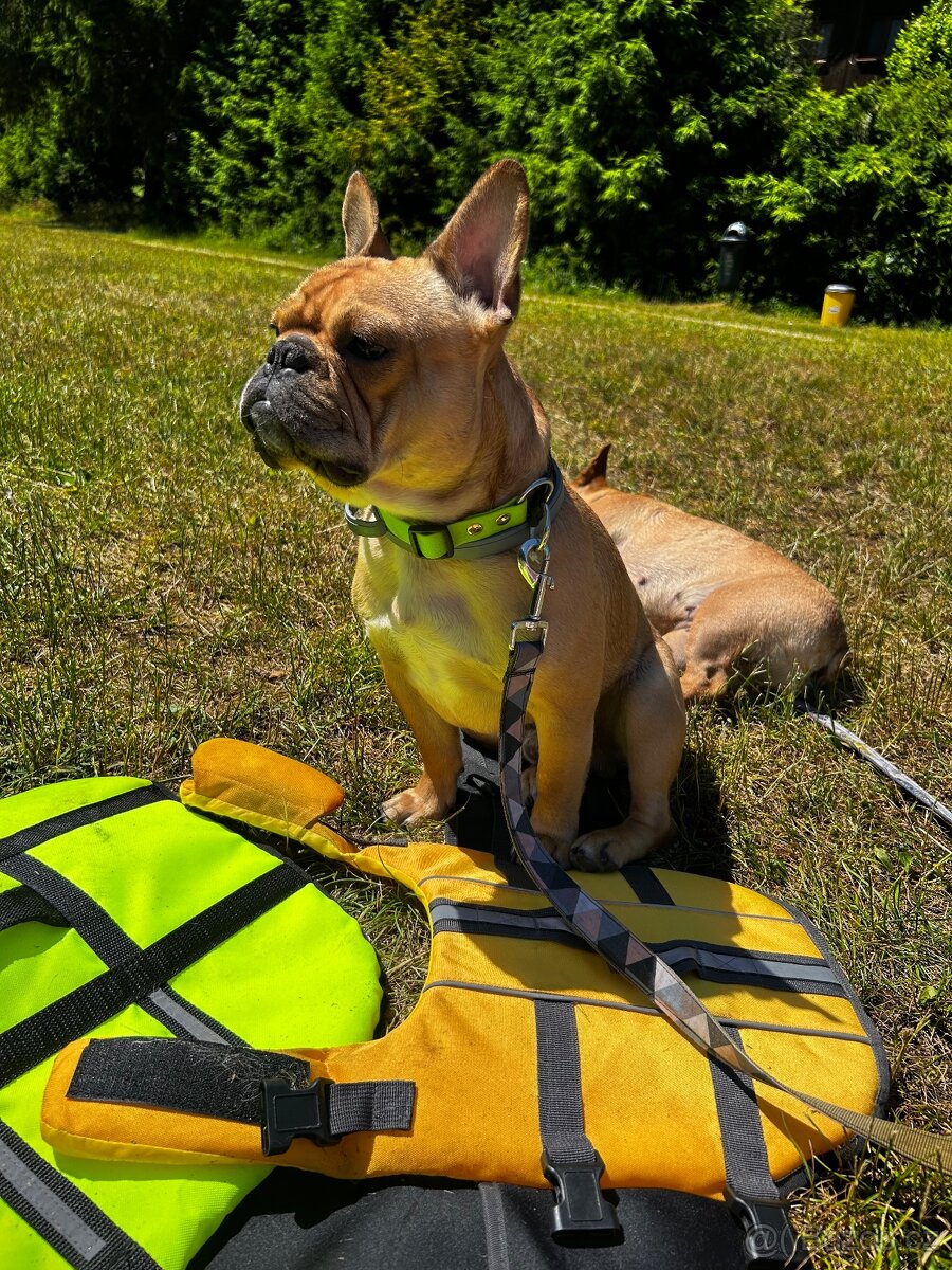 Francouzský buldoček - 5