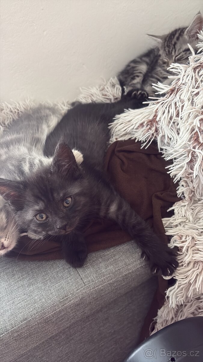 Prodám koťata - 5