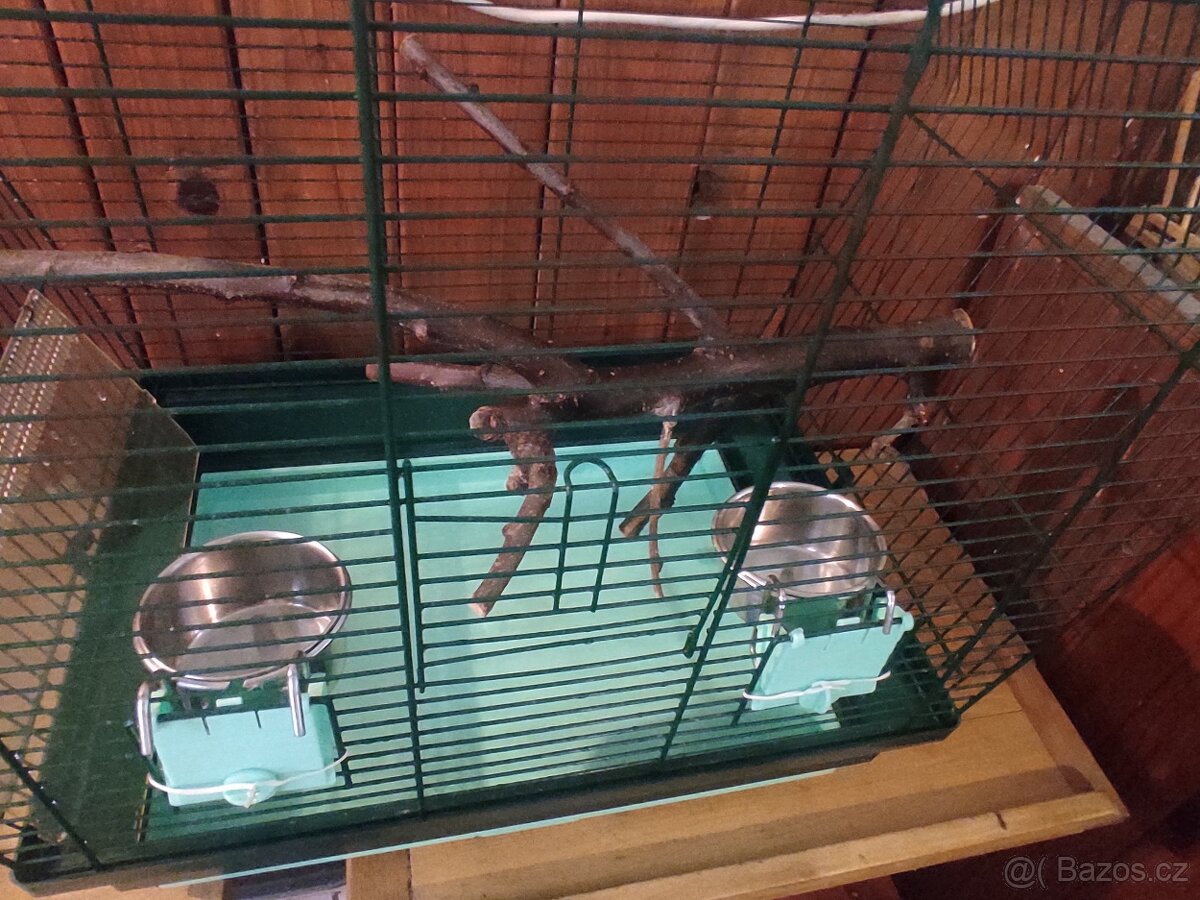 Andulka vlnkovaná - 5