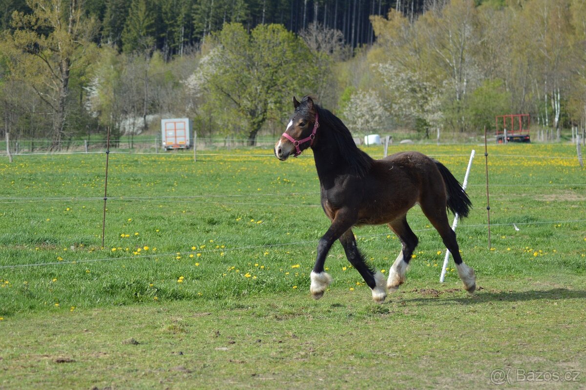 Welsh cob - kobylka - 5