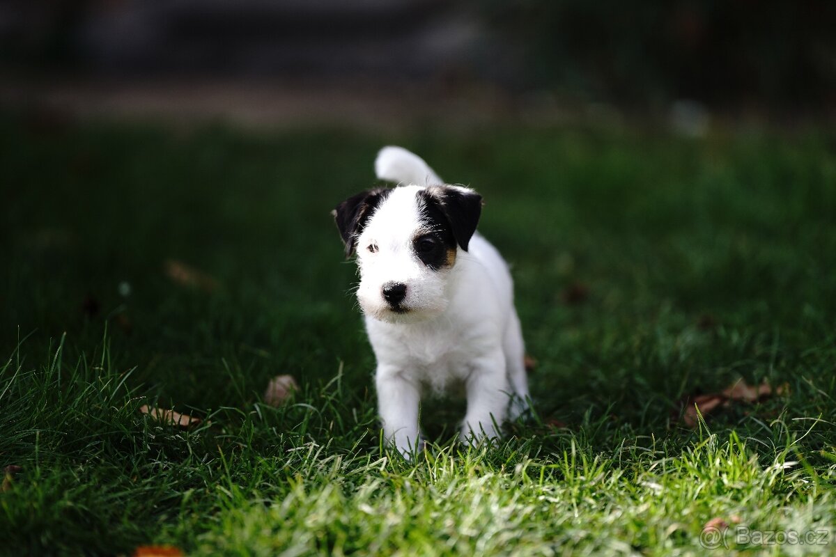 Štěňátko - pejsek Jack Russell Teriéra s PP - 5