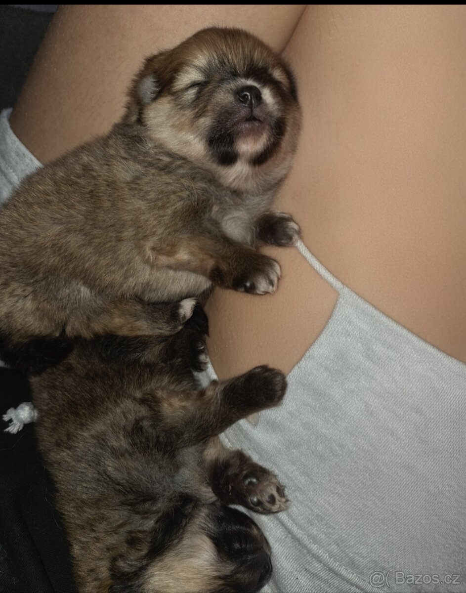 Štěňata pomeraniana - 5