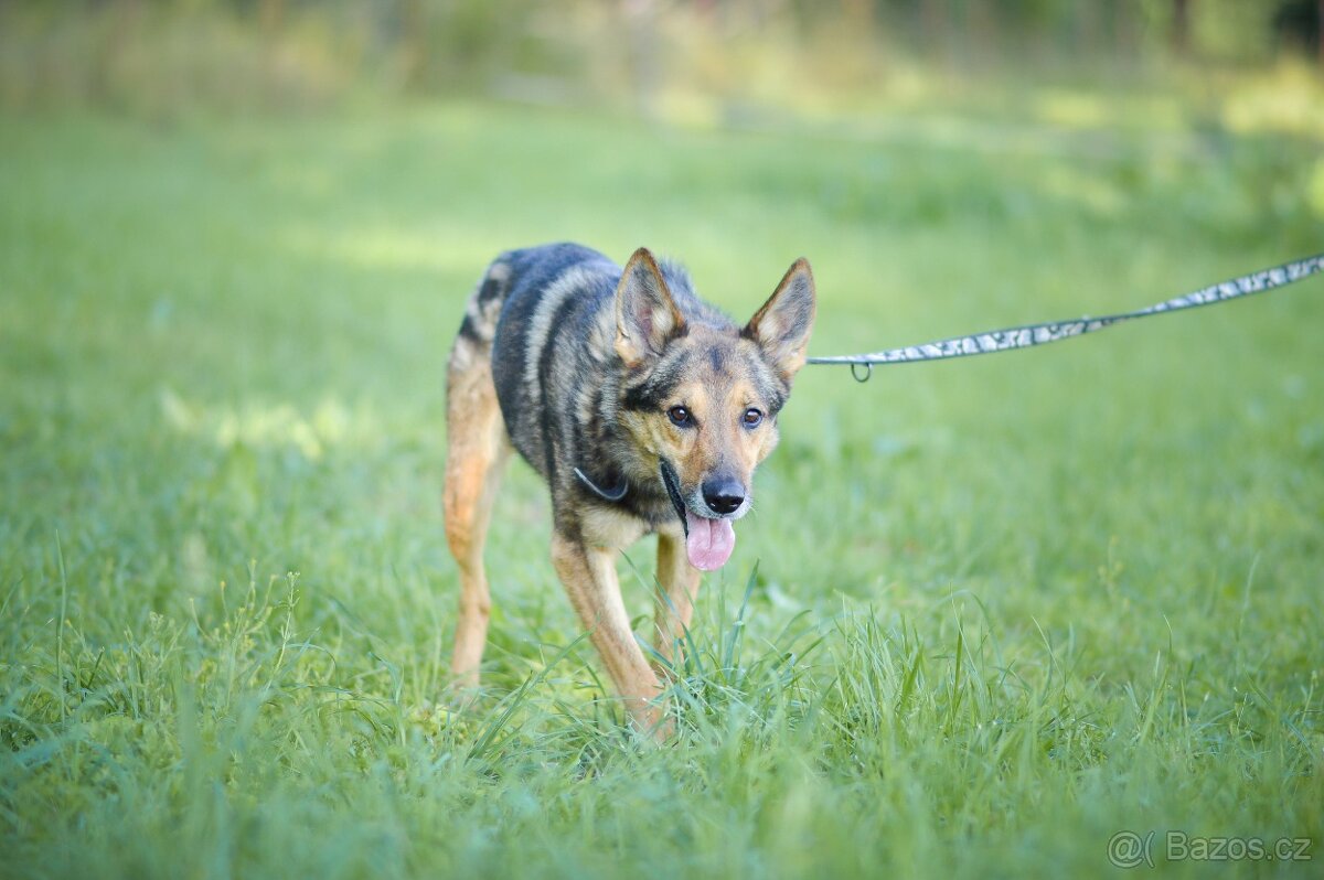 REX - energický 6ti letý kříženec Německý ovčák - 5