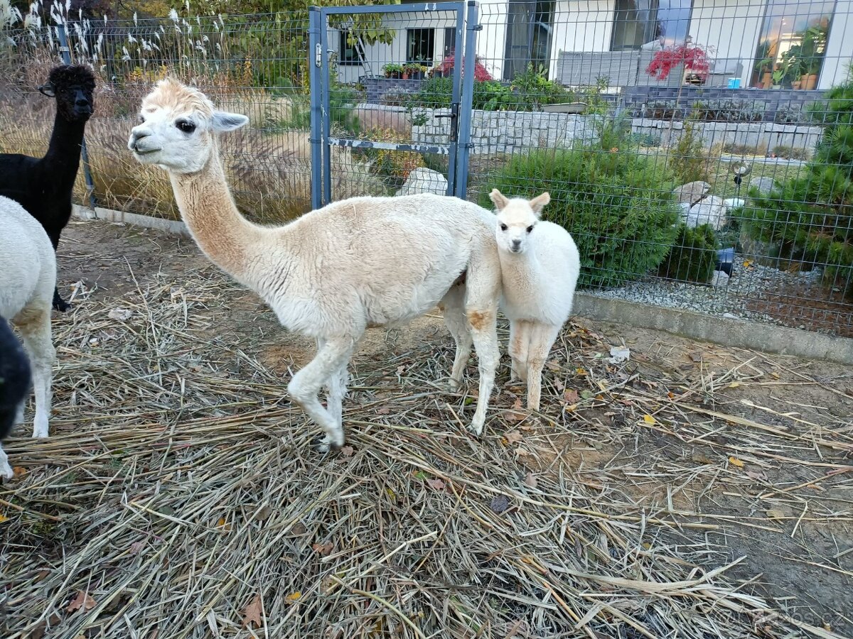 Alpaka - 5