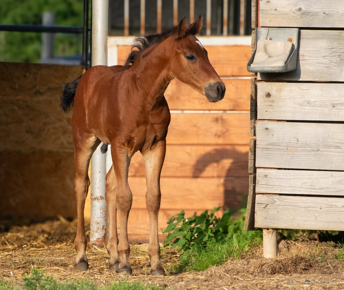 AQH hřebeček JoJo - 5
