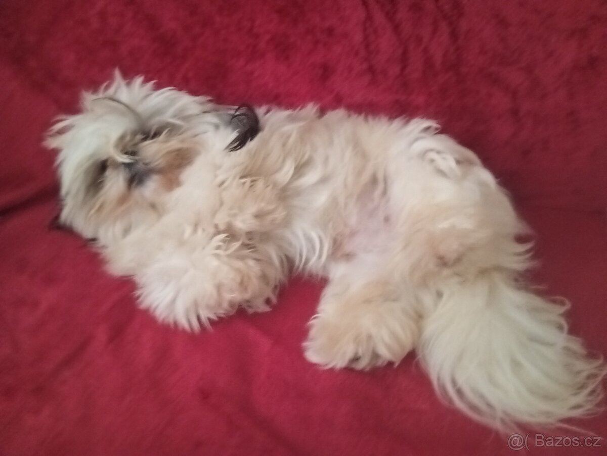 Prodám pejska shih-tzu,shi-tzu, 16mesacný, čipovaný - 5