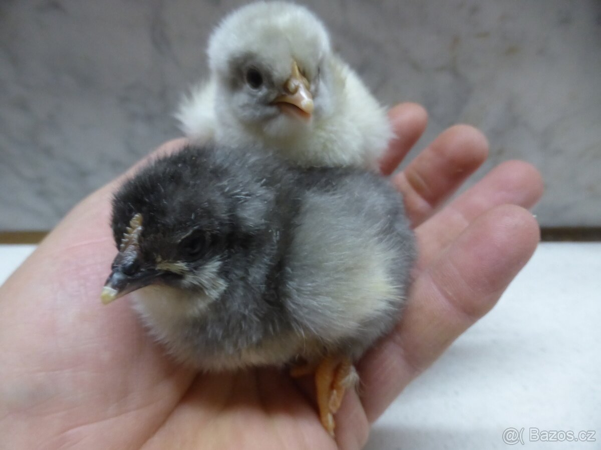 Násadová vejce Maranska - 5