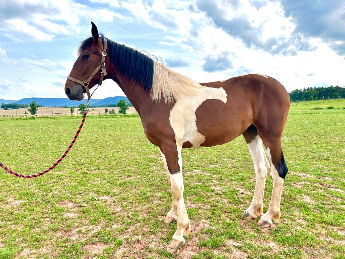 Klisna Barokní pinto - 5