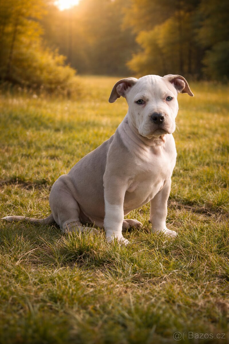 American Bully Standard - 5