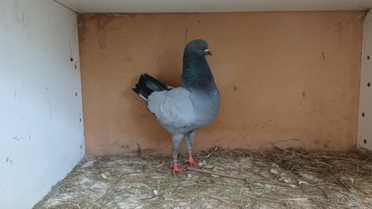 Holubi _ modenky - 5