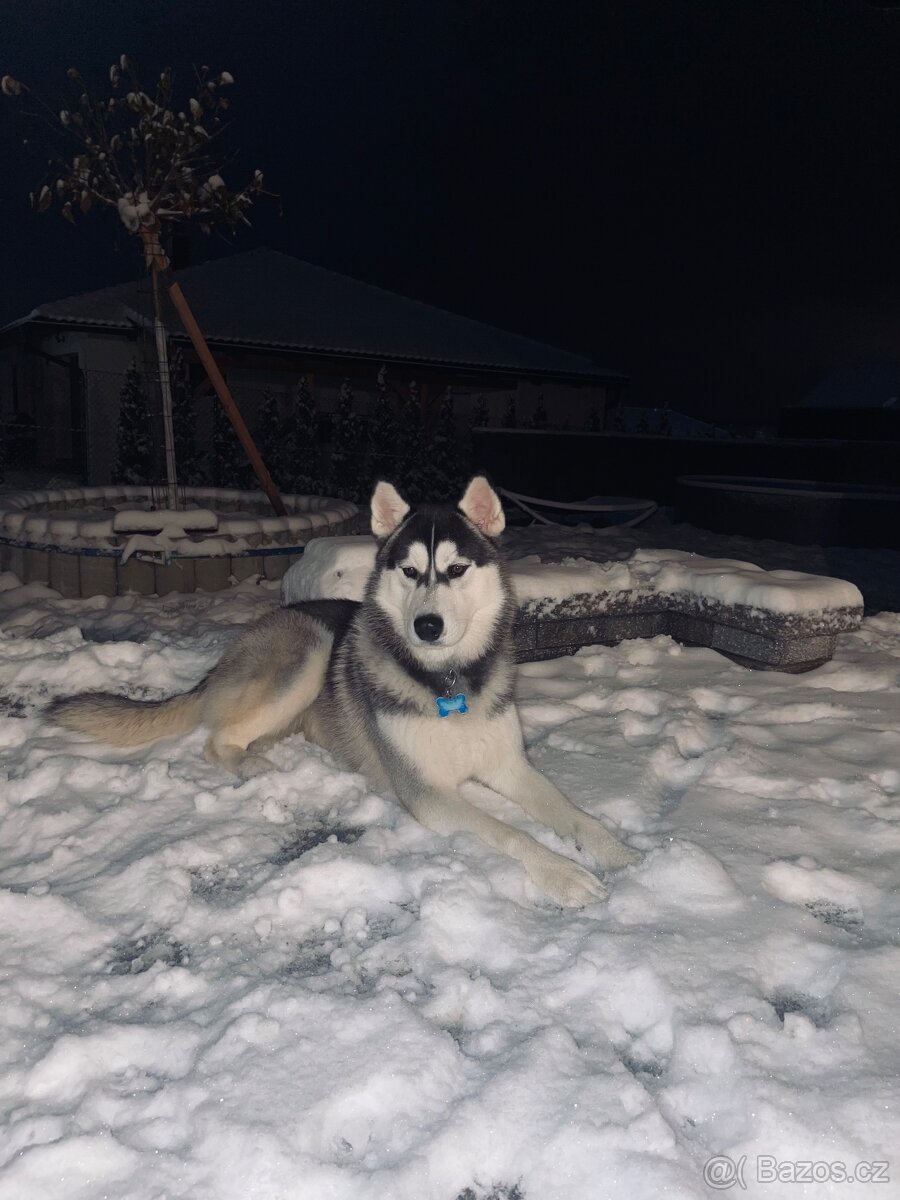 🐾 Nabízíme našeho psa ke krytí – Sibiřský husky 🐾 - 5