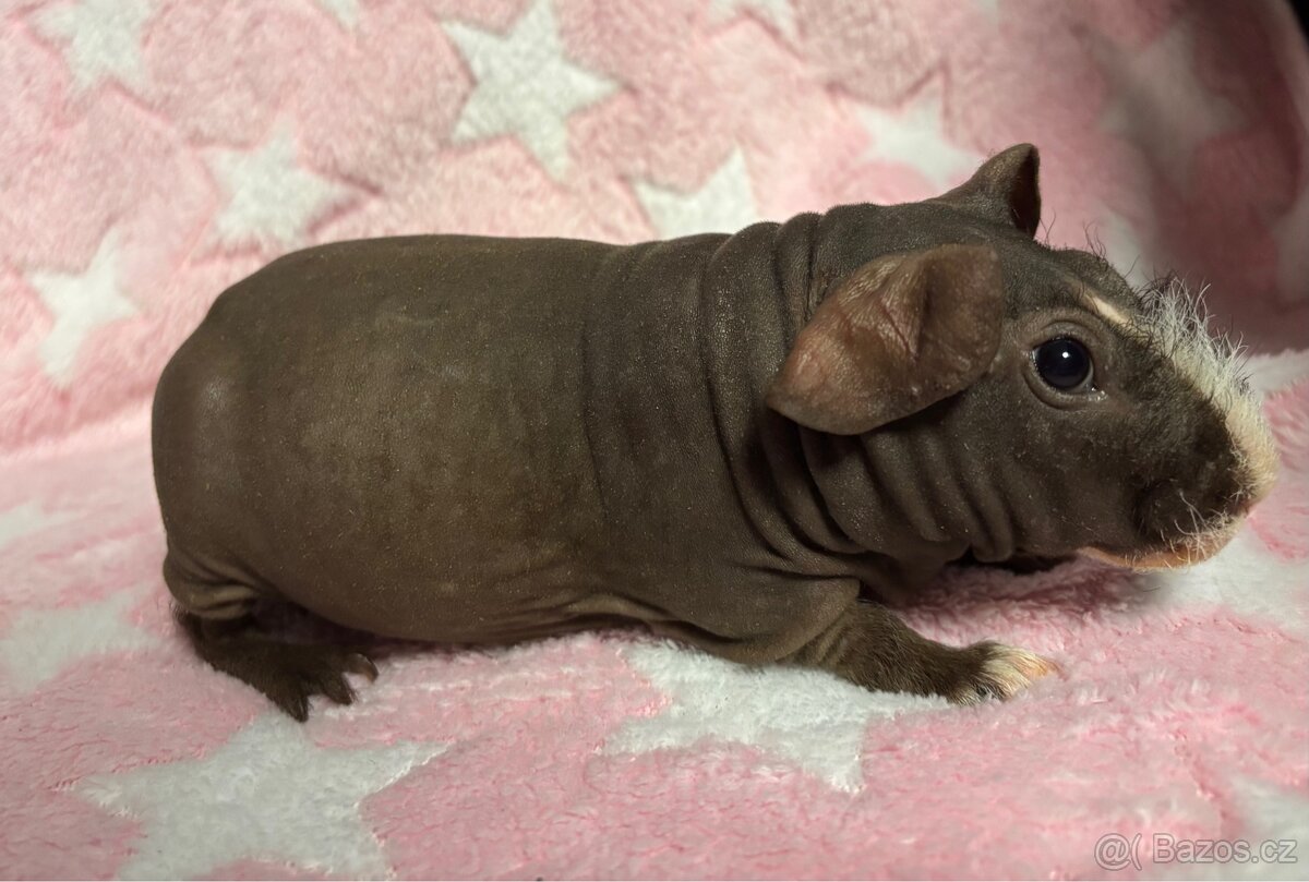 Skinny morče, samec s PP - 5