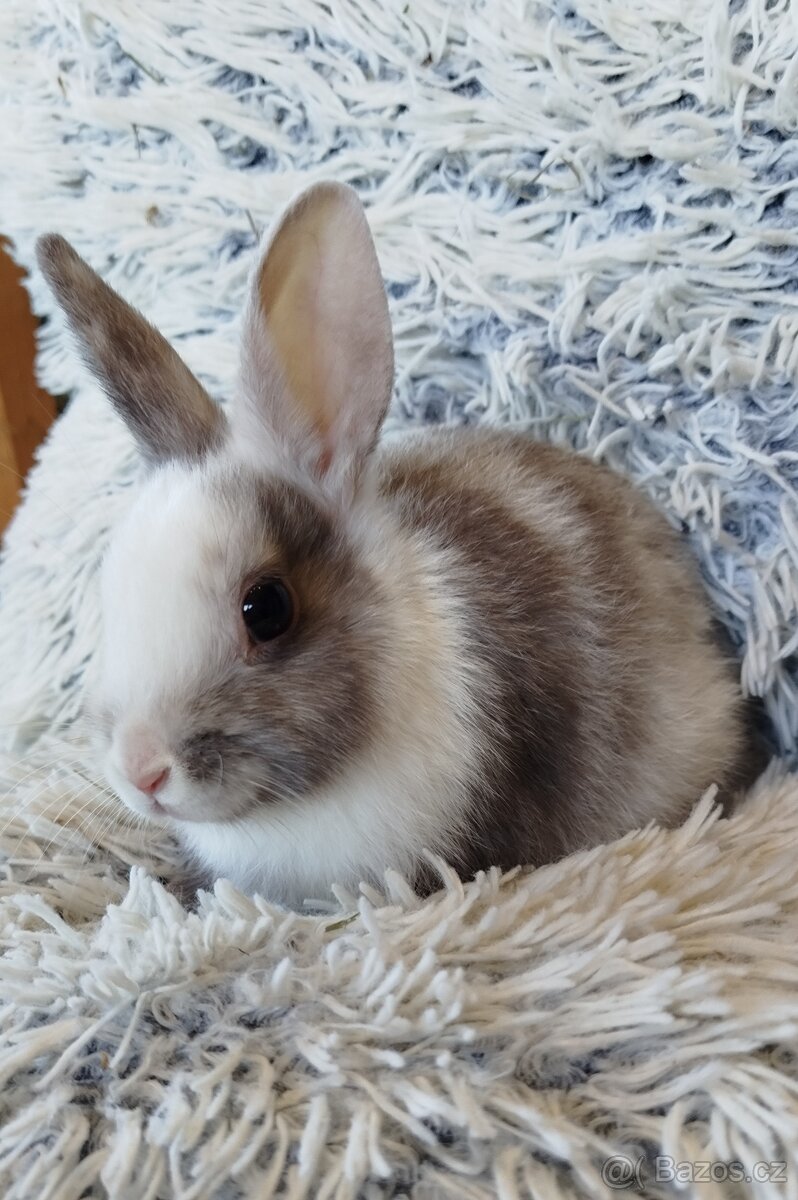 Zakrslý králík - 5