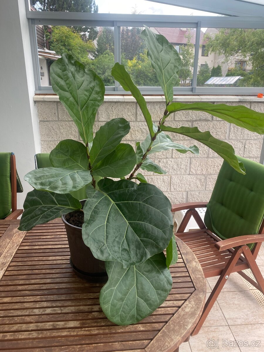 Fíkus Lyrata 120 cm, pokojová rostlina. - 5