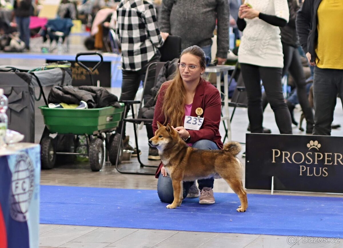 Nabídka kryti- Shiba inu s FCI PP - 5
