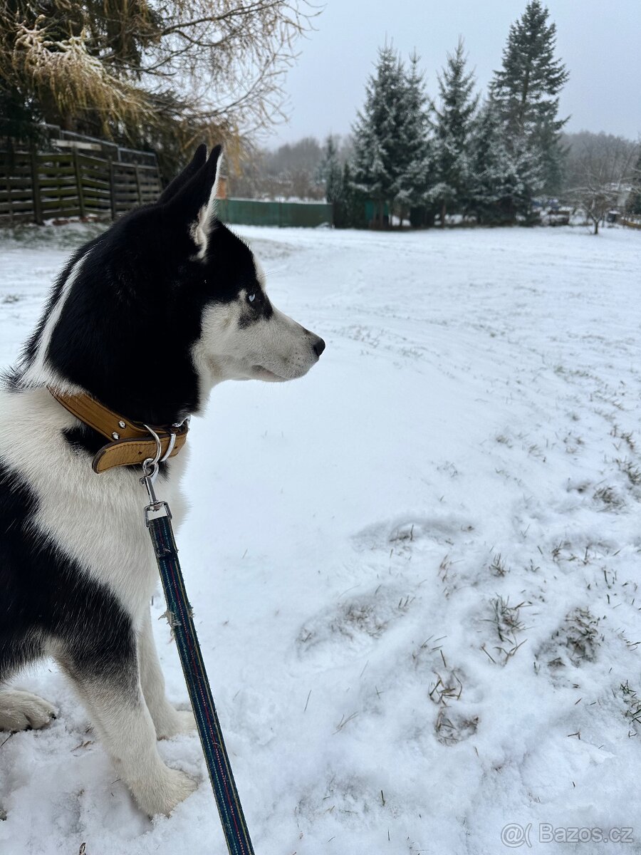 Prodej sibiřskýho huskýho - 5