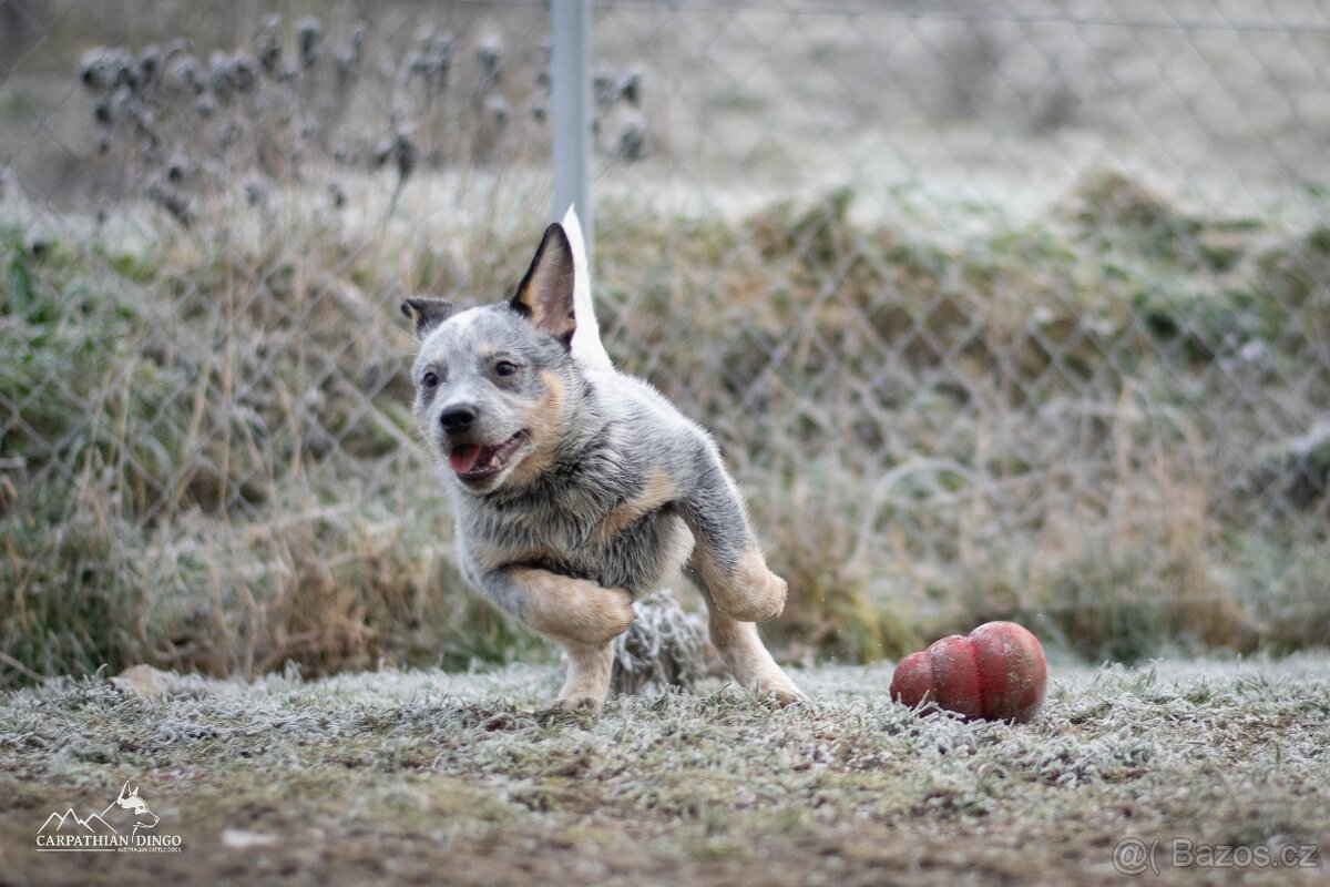 Australský honácký pes - s PP - 5