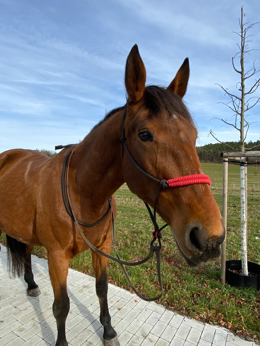 13 letá kobylka am. klusáka - 5