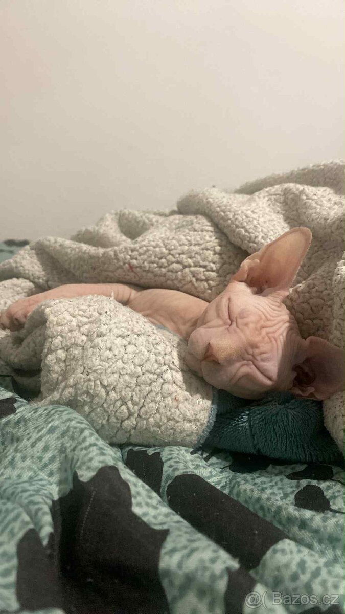 Krytí pro naší kočičku - 5