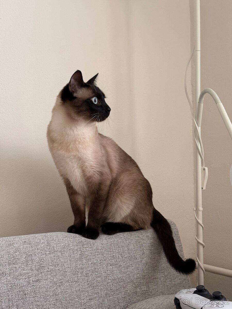 Daruji siamského kocourka bez PP do dobrých rukou - 5