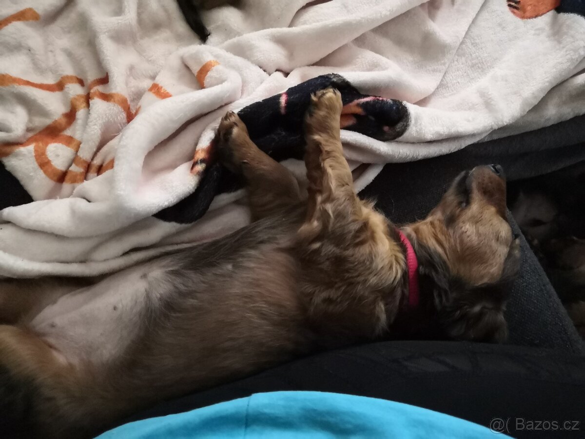 Štěňátka jezevčíka - 5
