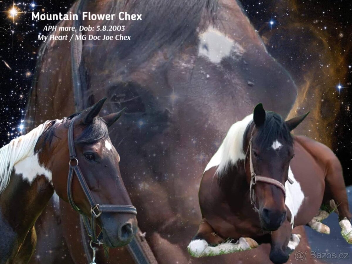 Luxusní APH kobylka - 5
