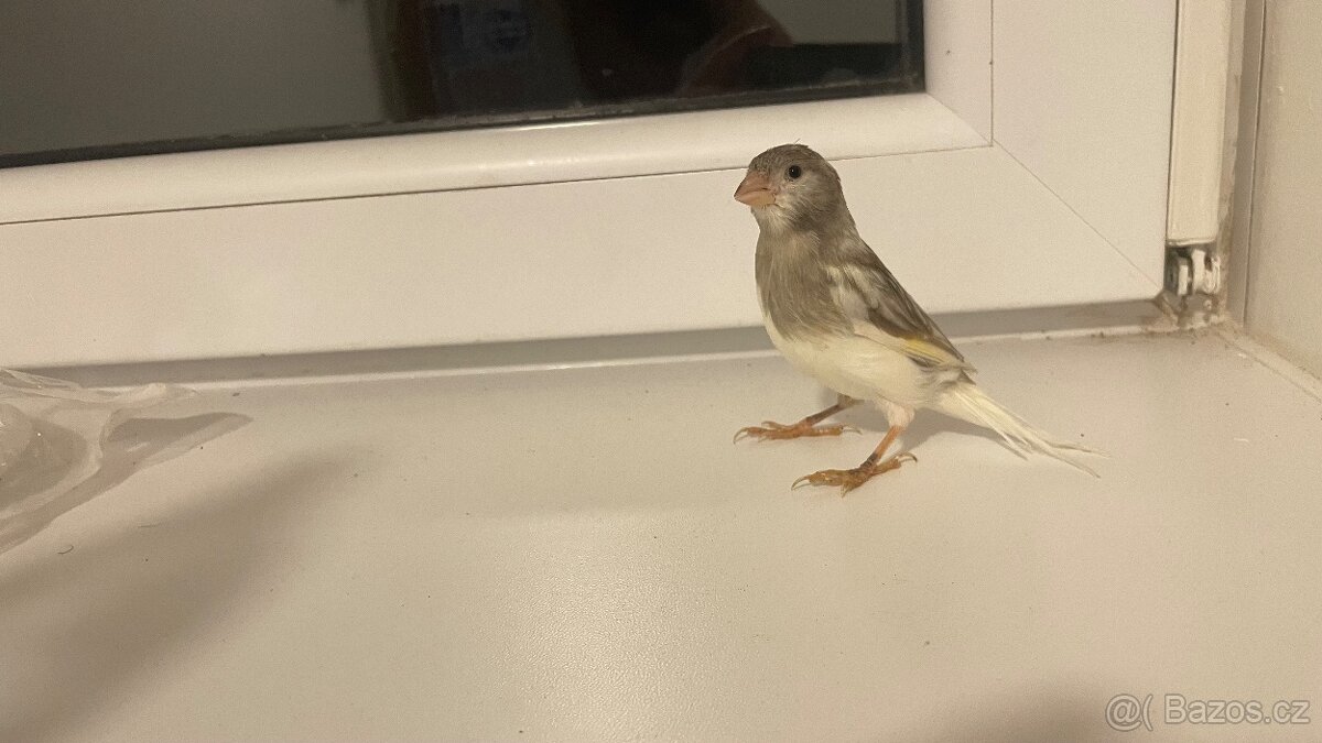 Prodám kanárka samička - 5