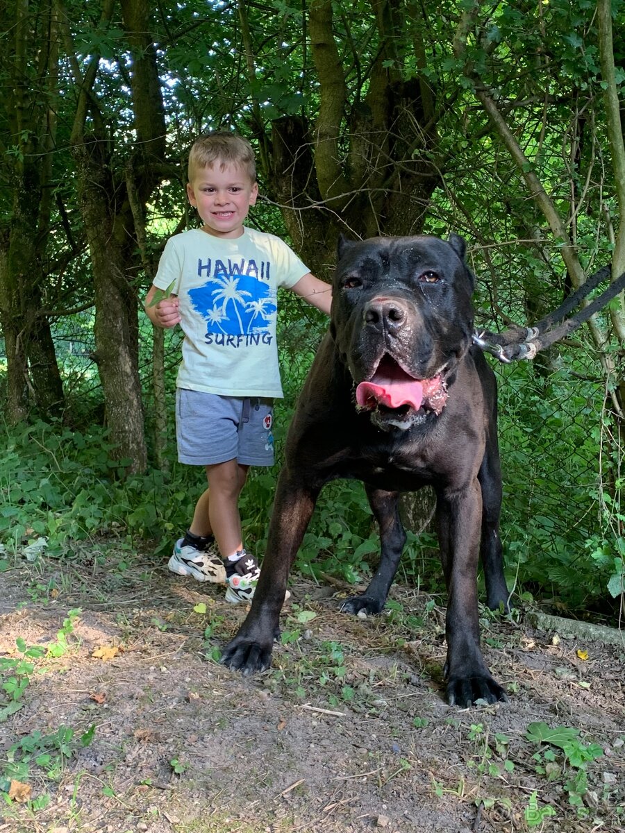 Bandog ke krytí - 5