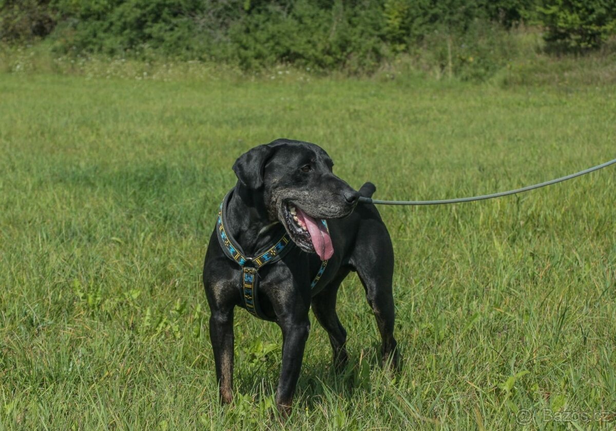 Louisiánský leopardí pes s PP - 5