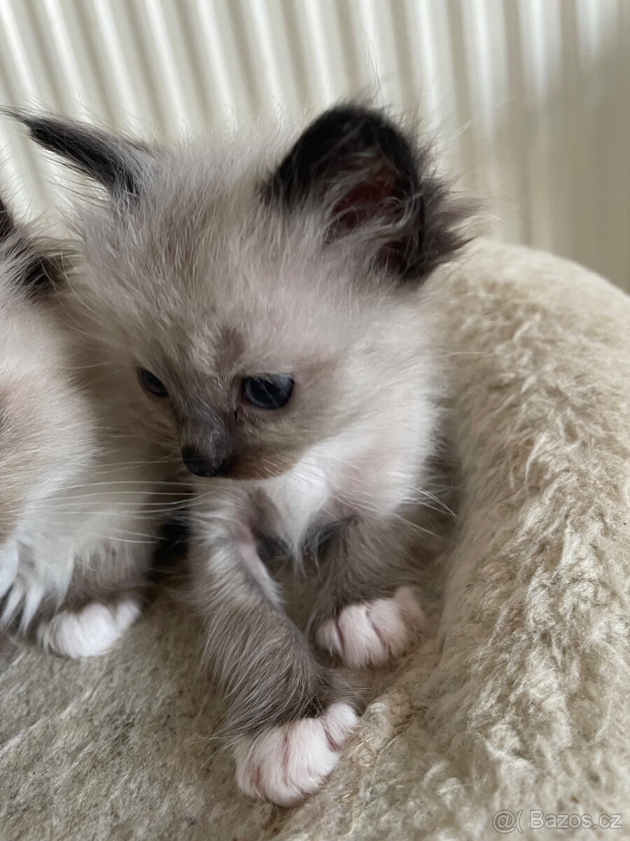 Ragdoll 4 kocourci volní - 5