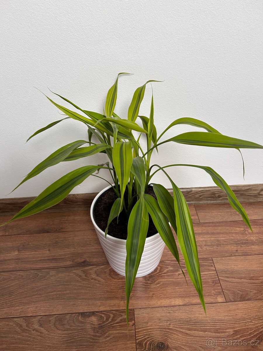 Rostliny pokojové pepřinec banán anturie aglaonema - 5