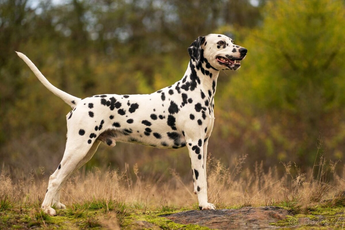 Dalmatin - štěňátka s PP FCI - 5