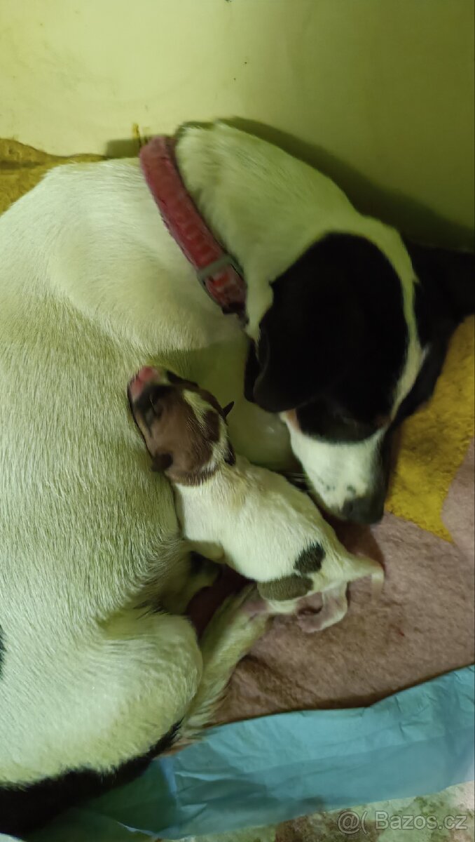 Prodám pejska Jack Russell teriér - 5