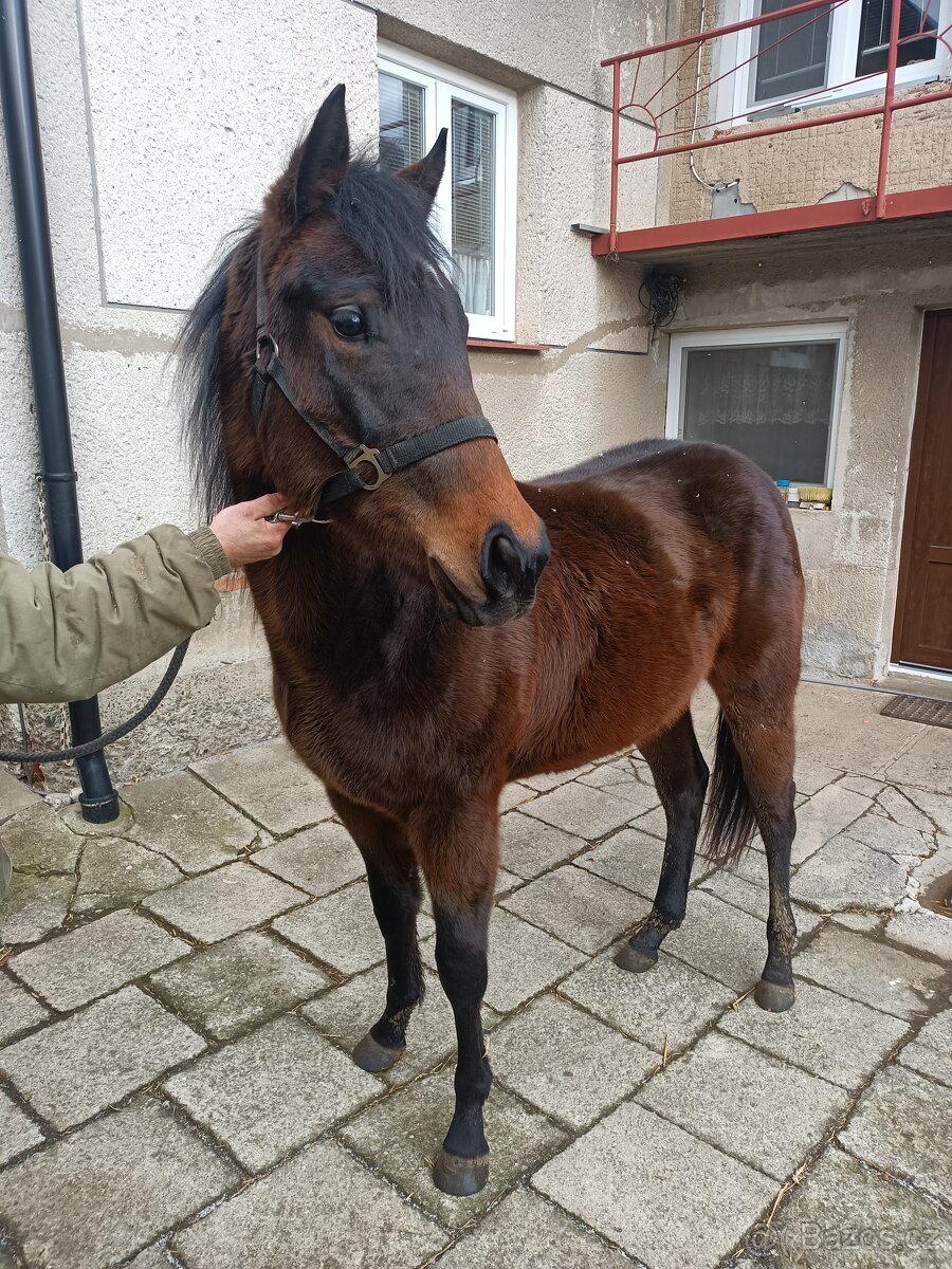 2 léta kobyla teplokrevník - 5