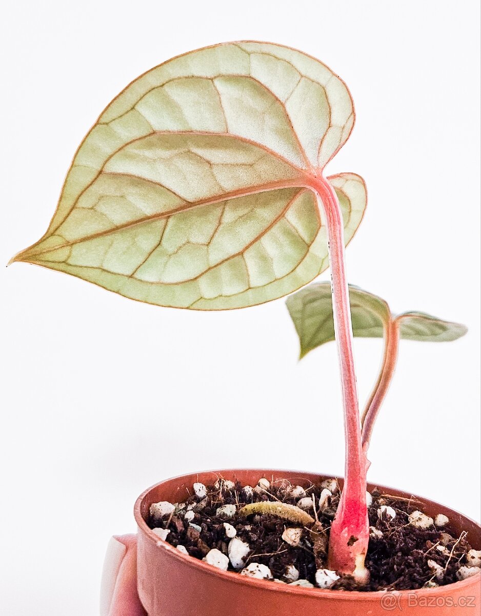 Anthurium Luxurians raritka - 5