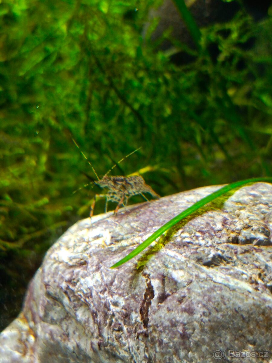 Kreveta čokoládová-Macrobrachium dayanum - 5