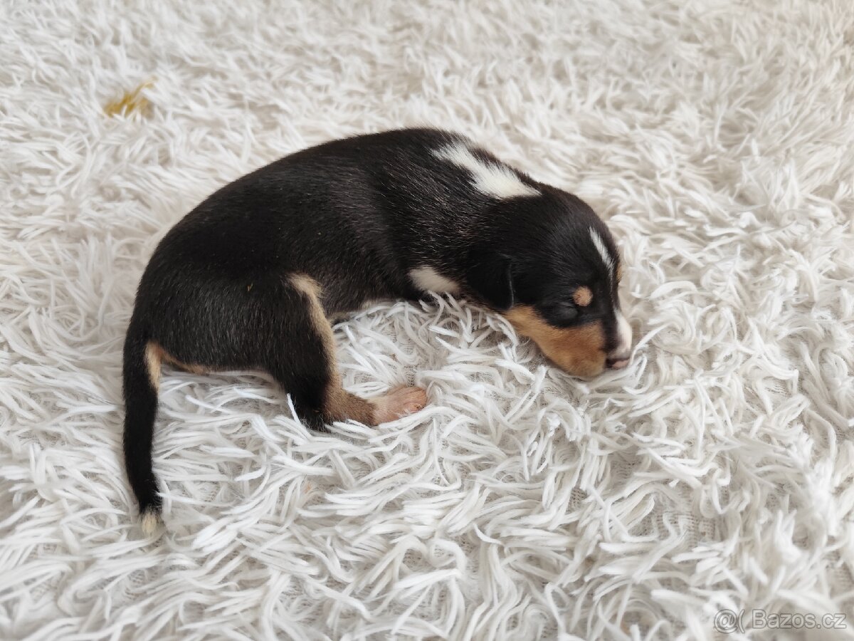 Krátkosrstá kolie s PP - 5