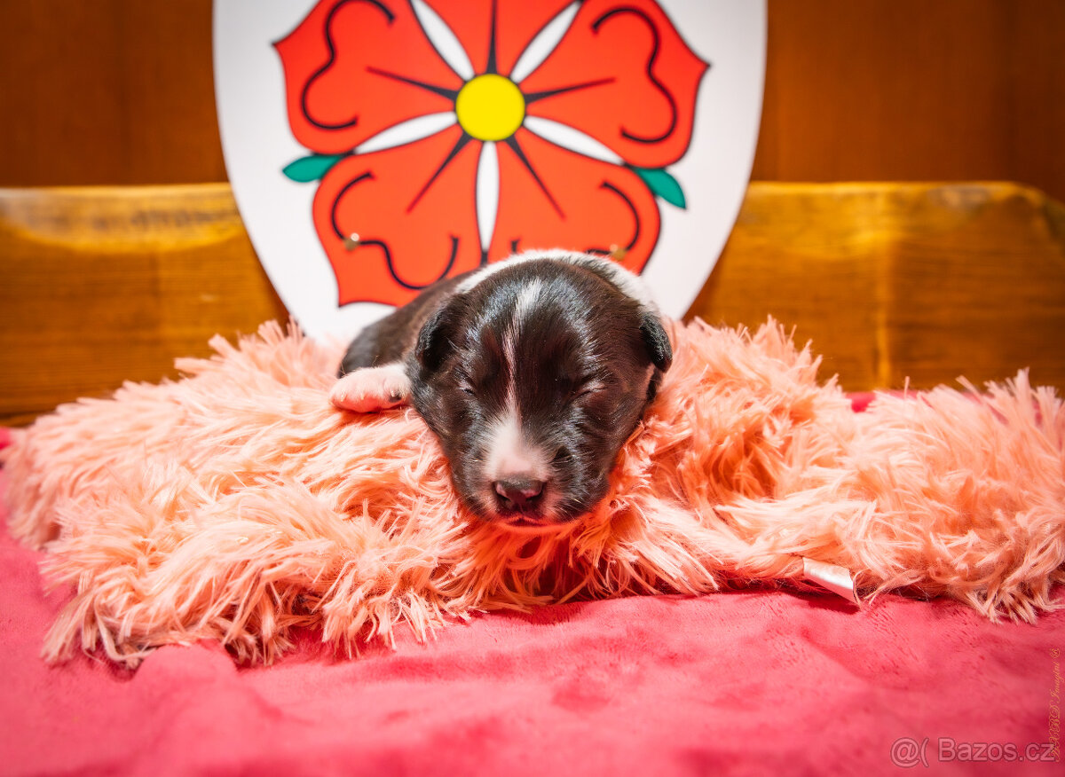 Border kolie s PP: - 5