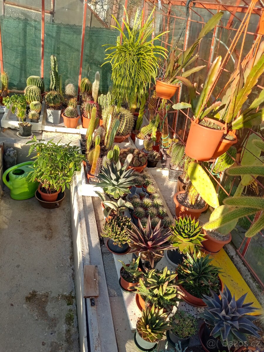 KAKTUS - ECHINOPSIS EYRISII - 5