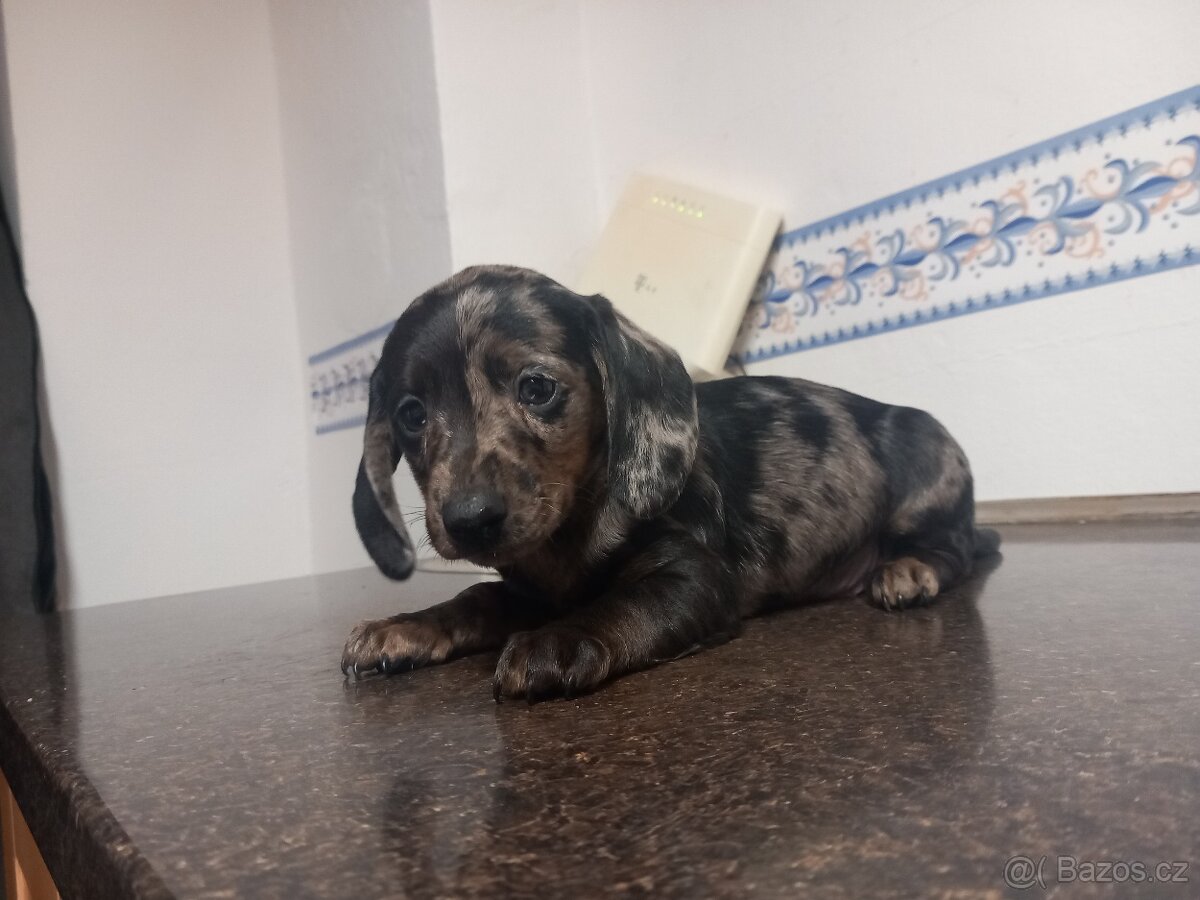 Jezevčík trpasličí - 5