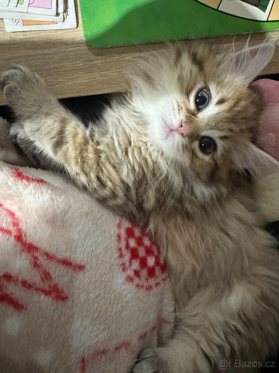 Koťátko Chloe - 5