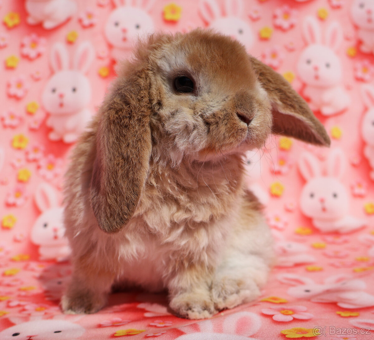 Zakrslí rex beránci s VP . - 5