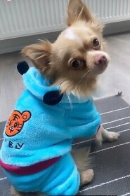 Čivava ke krytí - 5