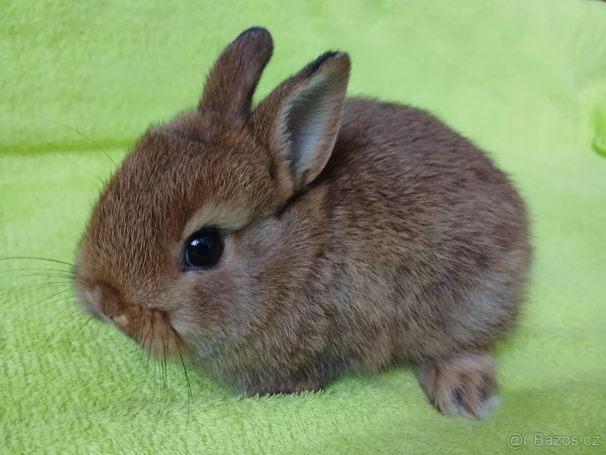 Zakrslý králíček - 5