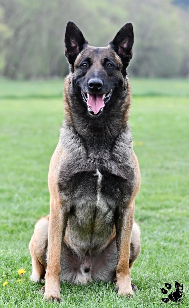 Belgický ovčák malinois - 5