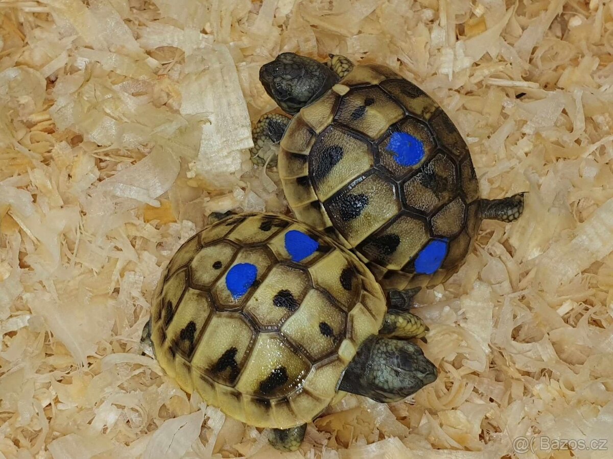 prodám mláďata želva zelenavá a vroubená - 5
